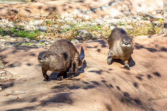 Otters