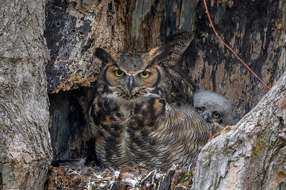 Great Horned Owl and Owlette