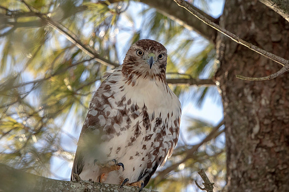 Red-tailed hawk