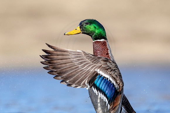 Male Mallard Duck