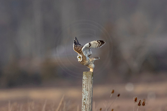 Short-eared owl