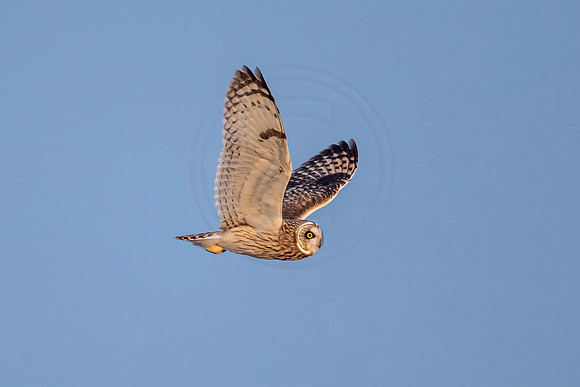 Short-ered owl