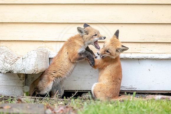Red Fox Kits
