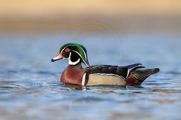 Male Wood Duck