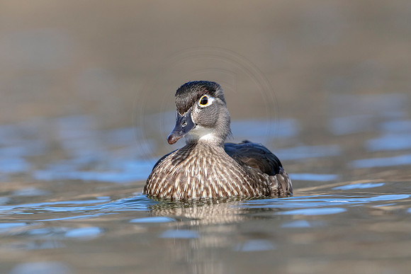 Female Wood Duck