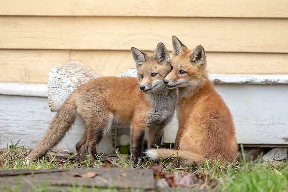 Red Fox Kits