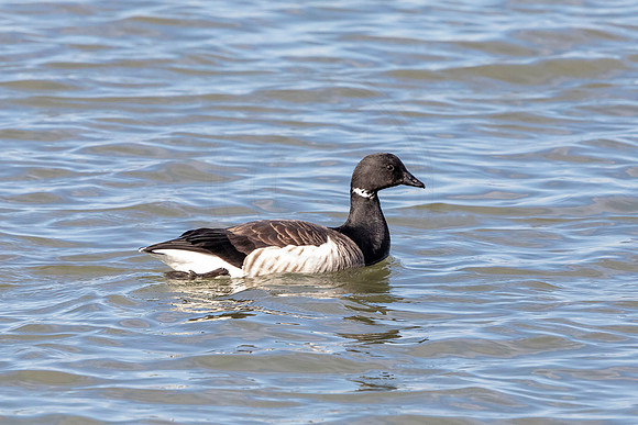 Brant