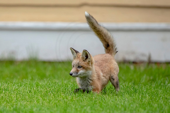 Red Fox Kit