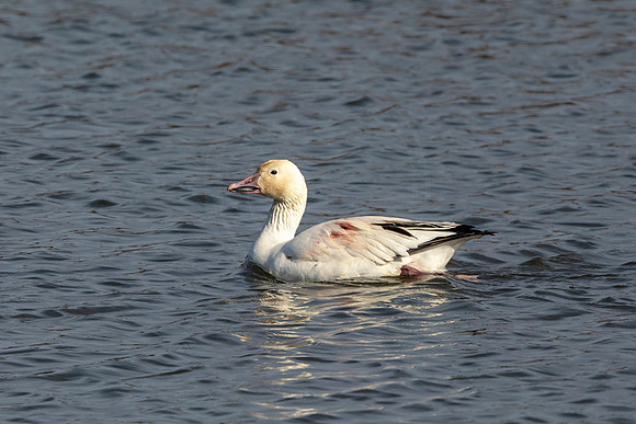 Snow Goose
