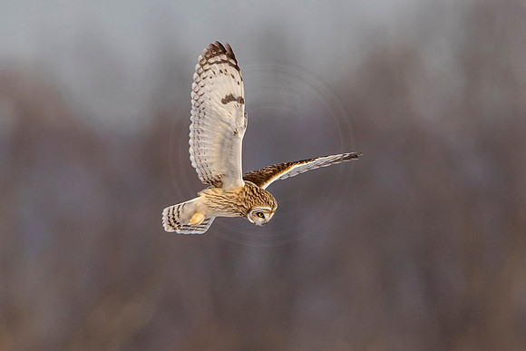 Short-eared owl