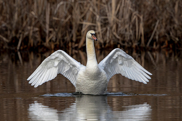 Swan