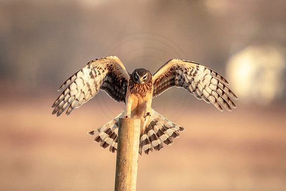 Northern Harrier
