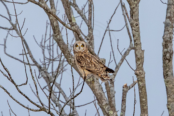 Short-eared owl