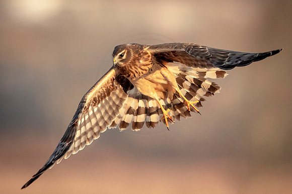 Northern Harrier