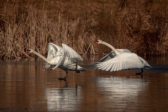 Swans