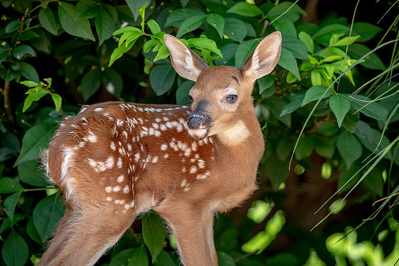 White-tailed deer fawn