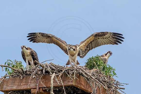 Osprey