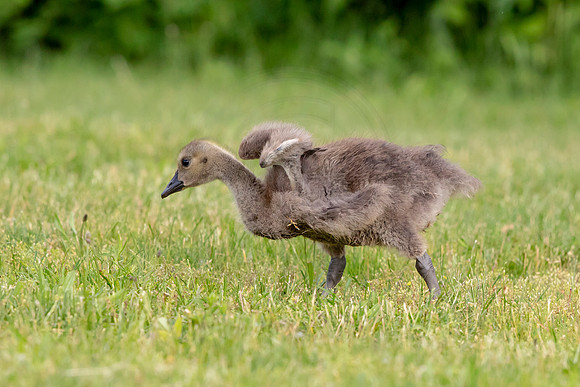 Canada Goose Gosling