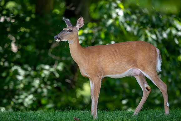 White-tailed deer