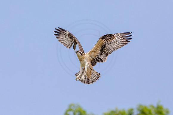 Osprey