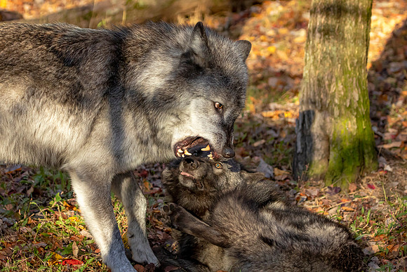 Two Wolves