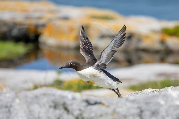 Common Murre