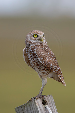 800 burrowing owl (6F3A1761) April 17, 2021