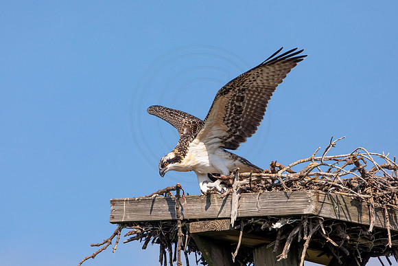 137 osprey (6F3A6504) April 15, 2021