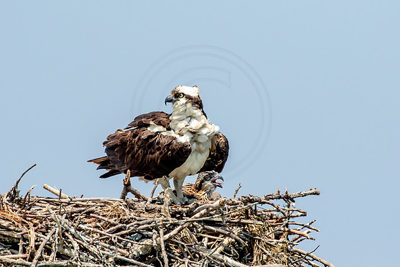 Osprey in Crown Point