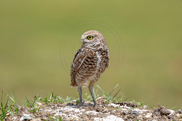 782 burrowing owl (6F3A1681) April 17, 2021