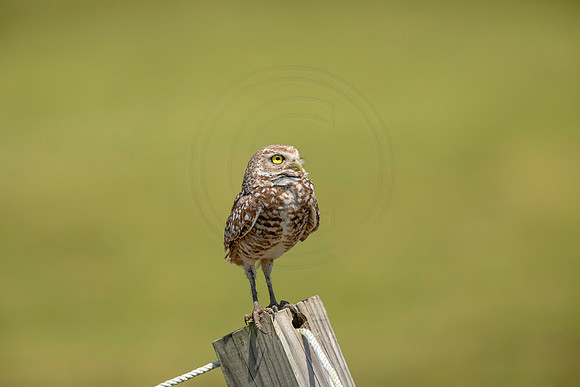 816 burrowing owl (6F3A1867) April 17, 2021
