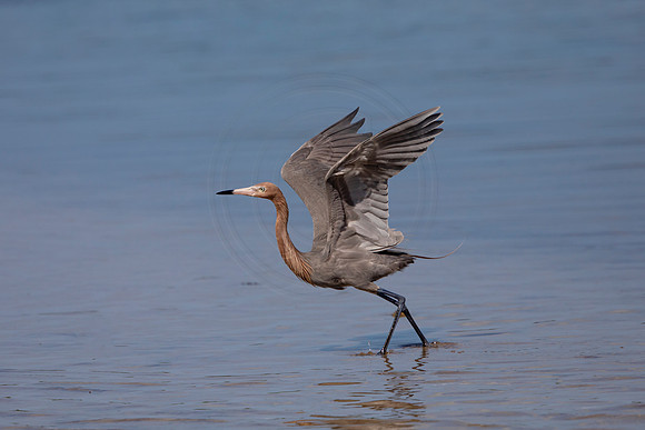48 reddish egret (6F3A6369) April 15, 2021