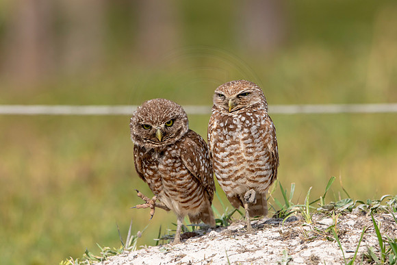 640 burrowing owl (6F3A0675) April 17, 2021