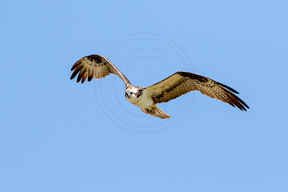 Osprey in Crown Point