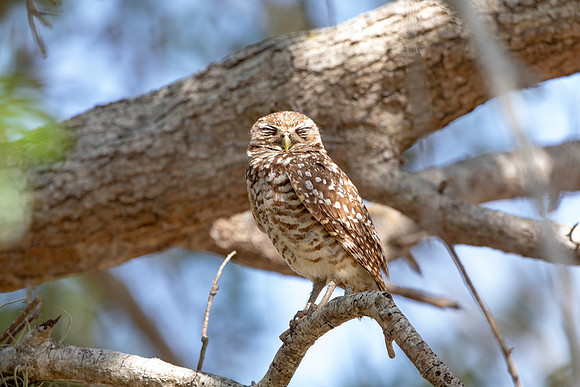 651 burrowing owl (6F3A0803) April 17, 2021