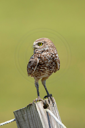 807 burrowing owl (6F3A1825) April 17, 2021