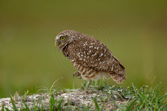 13 burrowing owl (6F3A0552) April 17, 2021
