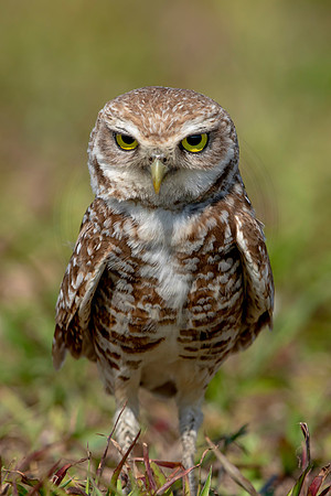 916 burrowing owl (6F3A2466) April 17, 2021