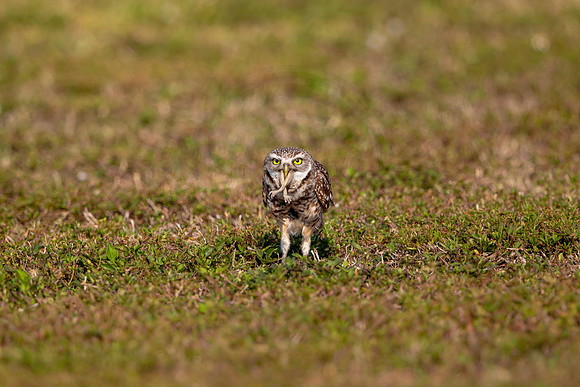 11 burrowing owl (6F3A0173) April 17, 2021