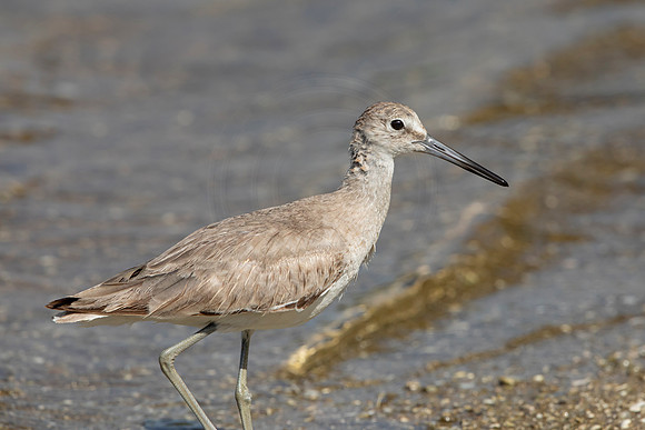 156 shorebird (6F3A6611) April 15, 2021