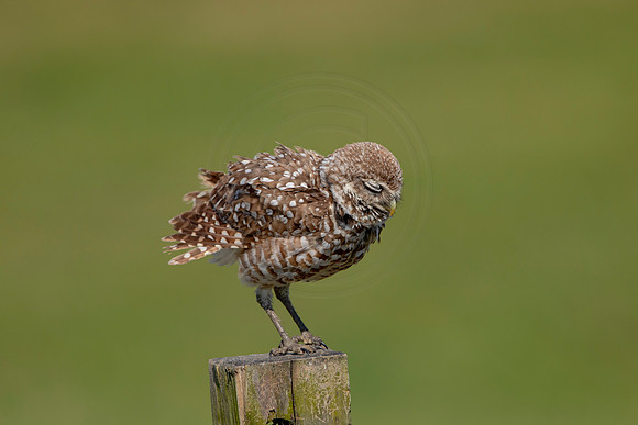 952 burrowing owl (6F3A2711) April 17, 2021