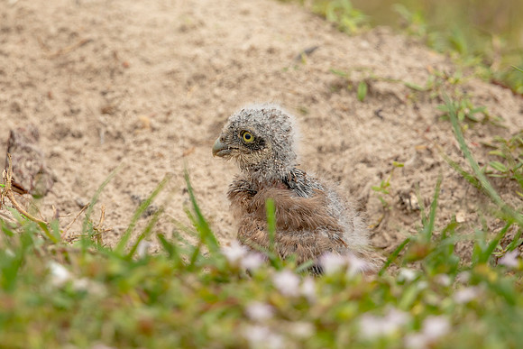 33 burrowing owl youngster (6F3A2969) April 21, 2021