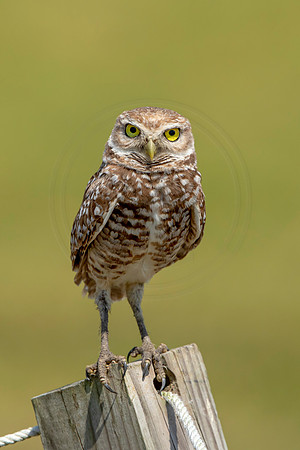 822 burrowing owl (6F3A1894) April 17, 2021