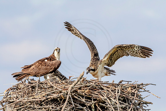 Osprey in Crown Point