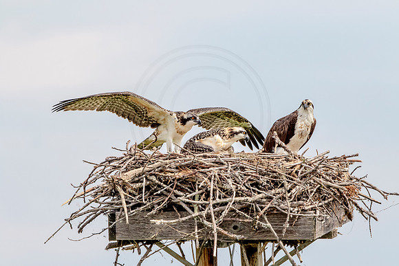 Osprey in Crown Point