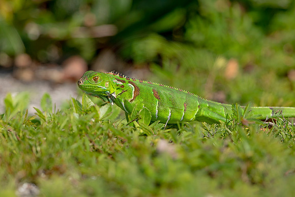 512 iguana (6F3A9142) April 15, 2021