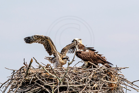 Osprey in Crown Point