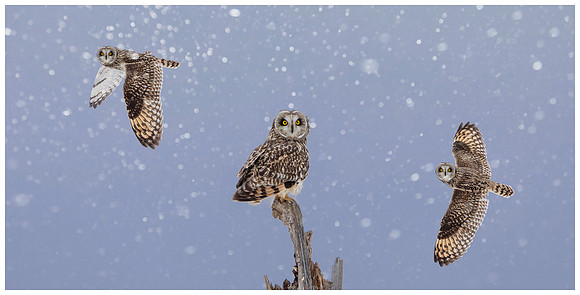 703 owl composite with snow_pe