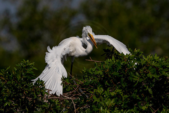 1062 egret (6F3A3760) April 18, 2021
