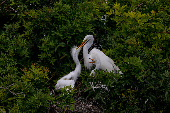 1119 egrets (6F3A4196) April 18, 2021